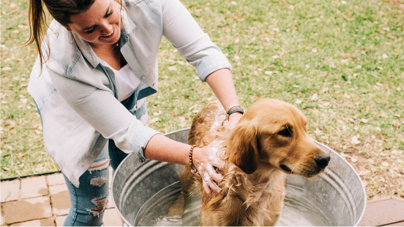A woman in a light blue denim shirt bathes her golden retreiver dog in a galvanized tub outside