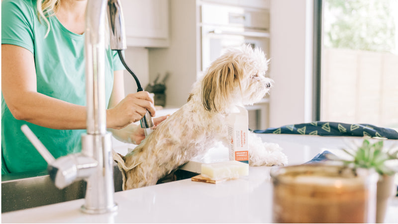 A woman in a light green shirt rinses her dog small white dog in the kitchen sink after bathtime 