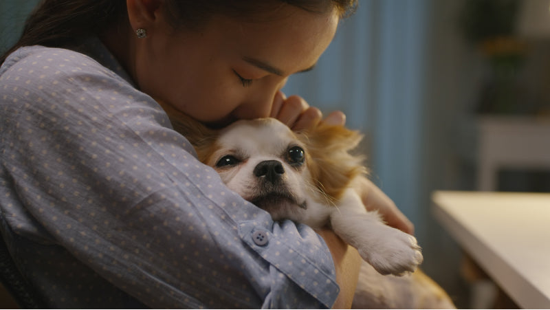 A woman with a light blue shirt with polka dots cuddles with a Cavalier King Charles Spaniel
