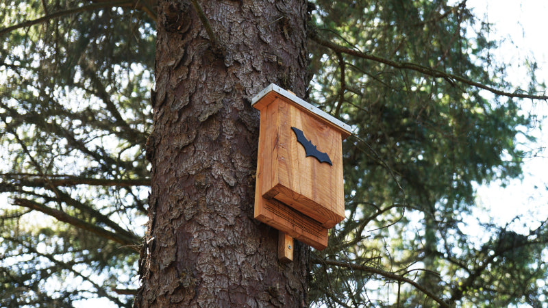 A wooden bat feeder with a black bat ardornment hangs on a tree trunk