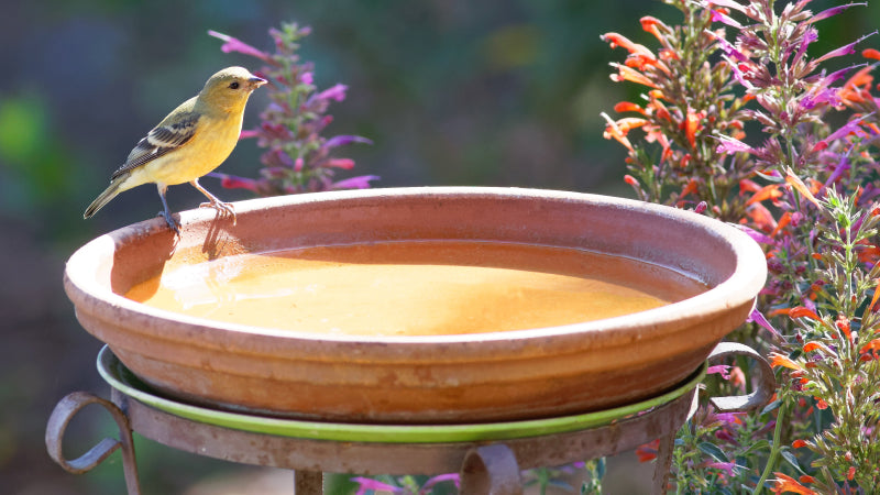 A yellow bird with brown wings stands at the edge of a birdbath