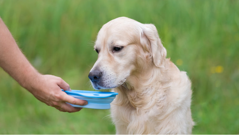 A yellow lab dog in a green field drinks water out of a blue bowl held by a person's hand