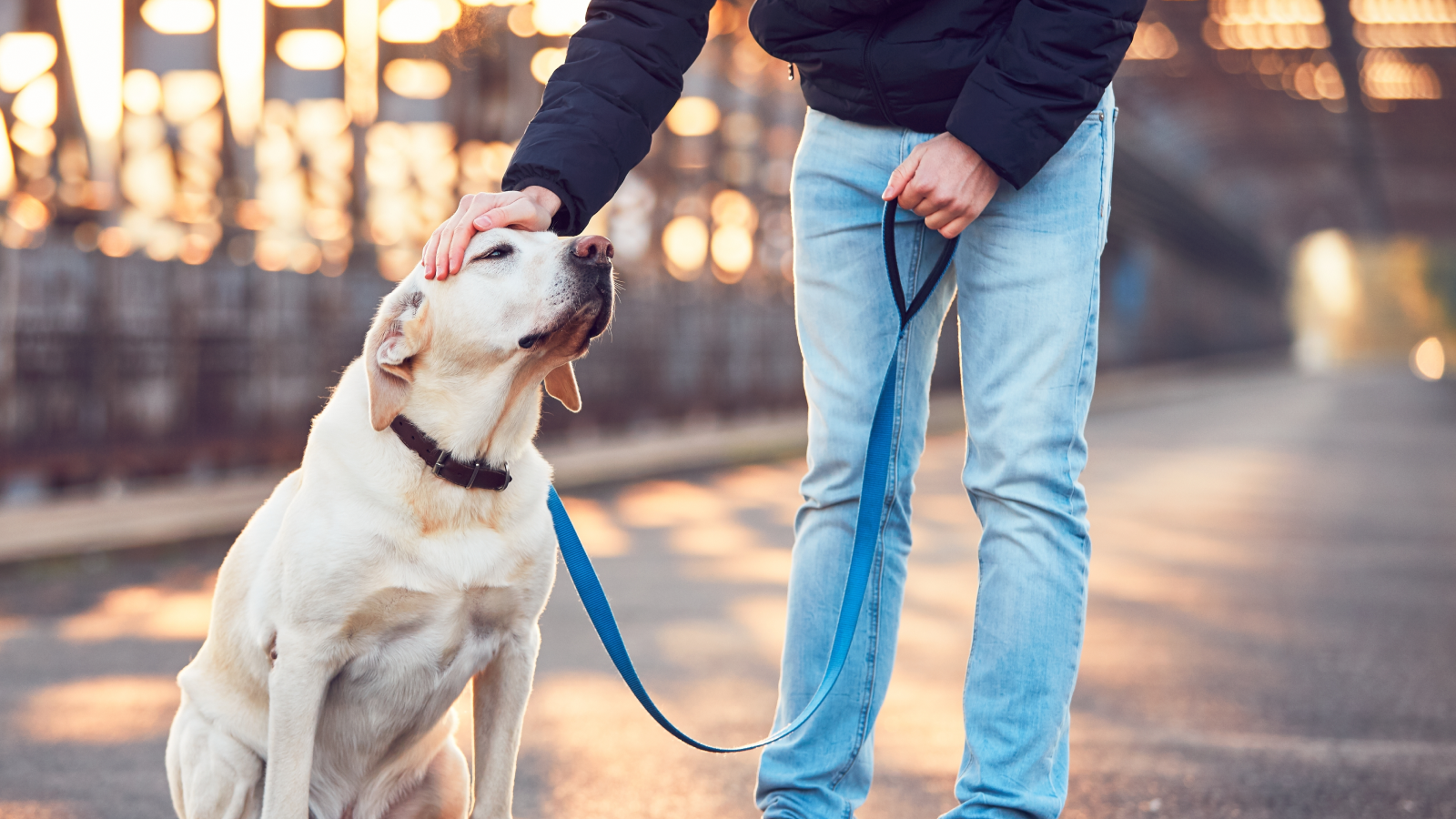 A yellow lab gets a pat on the head from a person in blue jeans and blue coat