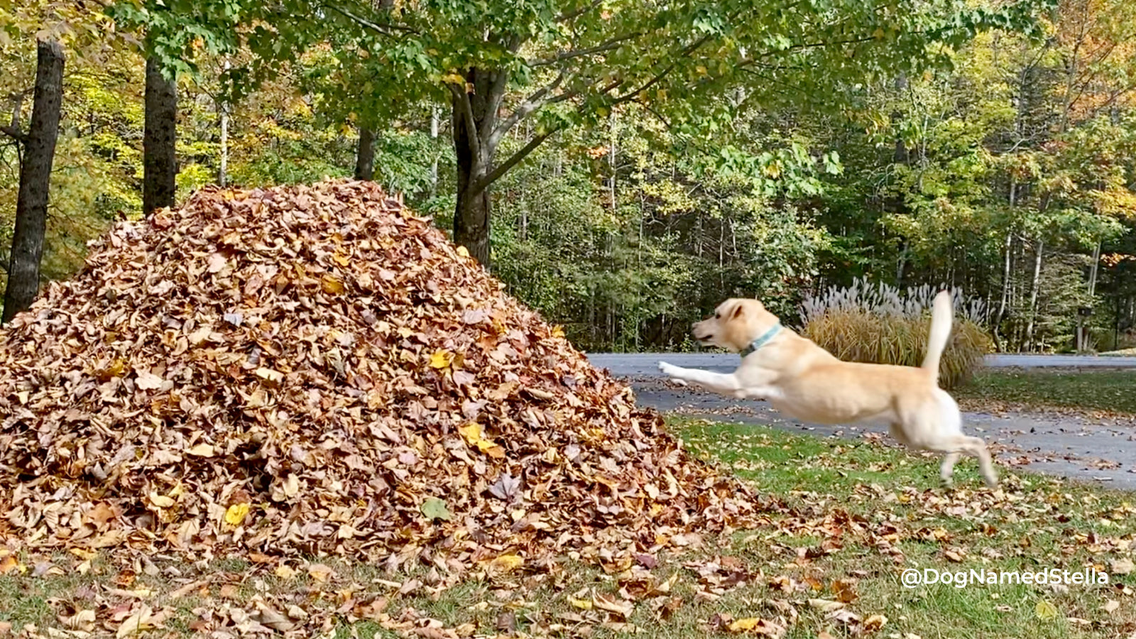 A yellow lab jumps into a big pile of leaves with trees in the background