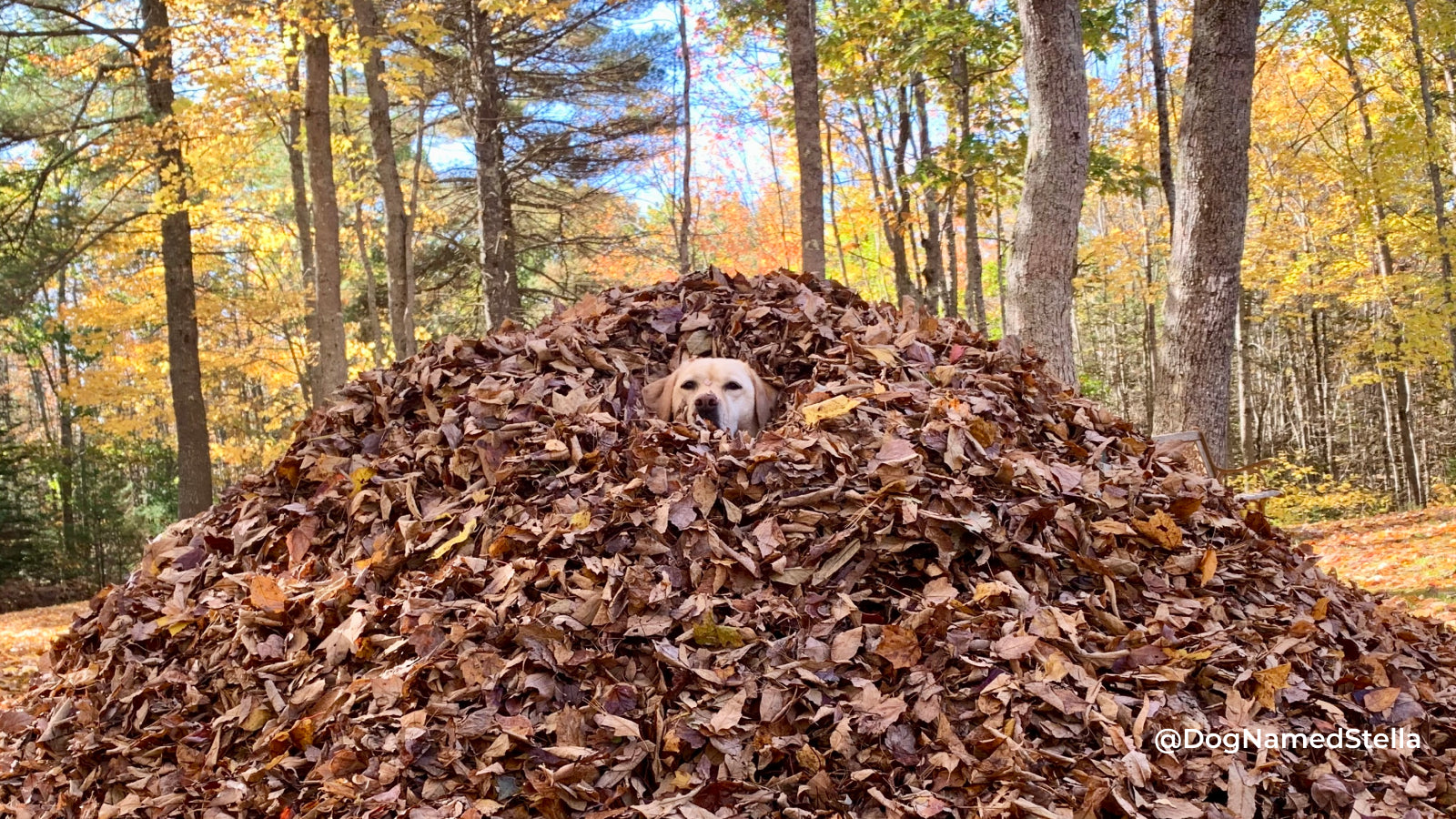 A yellow lab peeps out from a tall pile of leaves with fall trees in the background