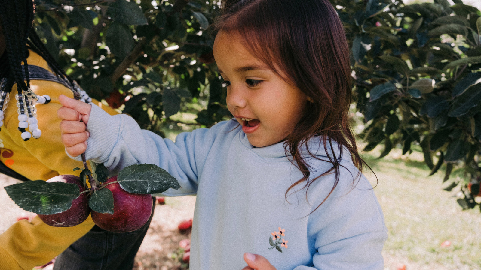 A young girl in a light blue shirt picks red apples off the tree