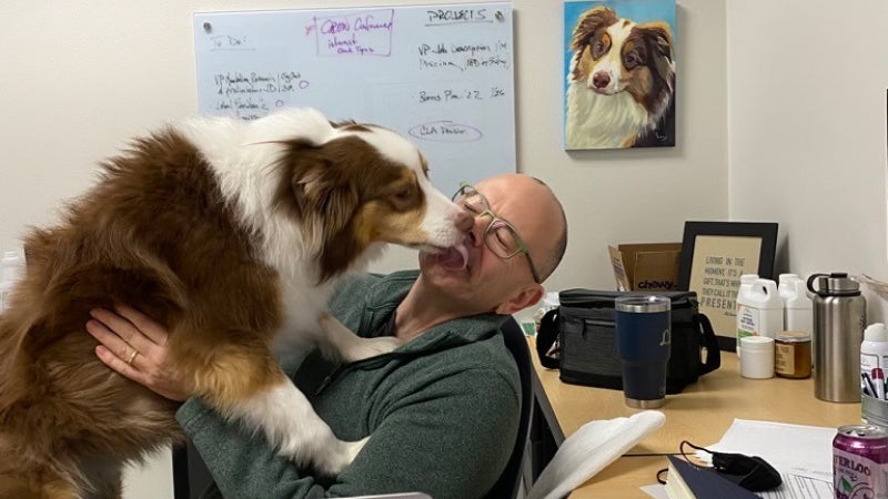 An Australian shephard gives his human a kiss at work while a painting of the dog hangs on the wall behind