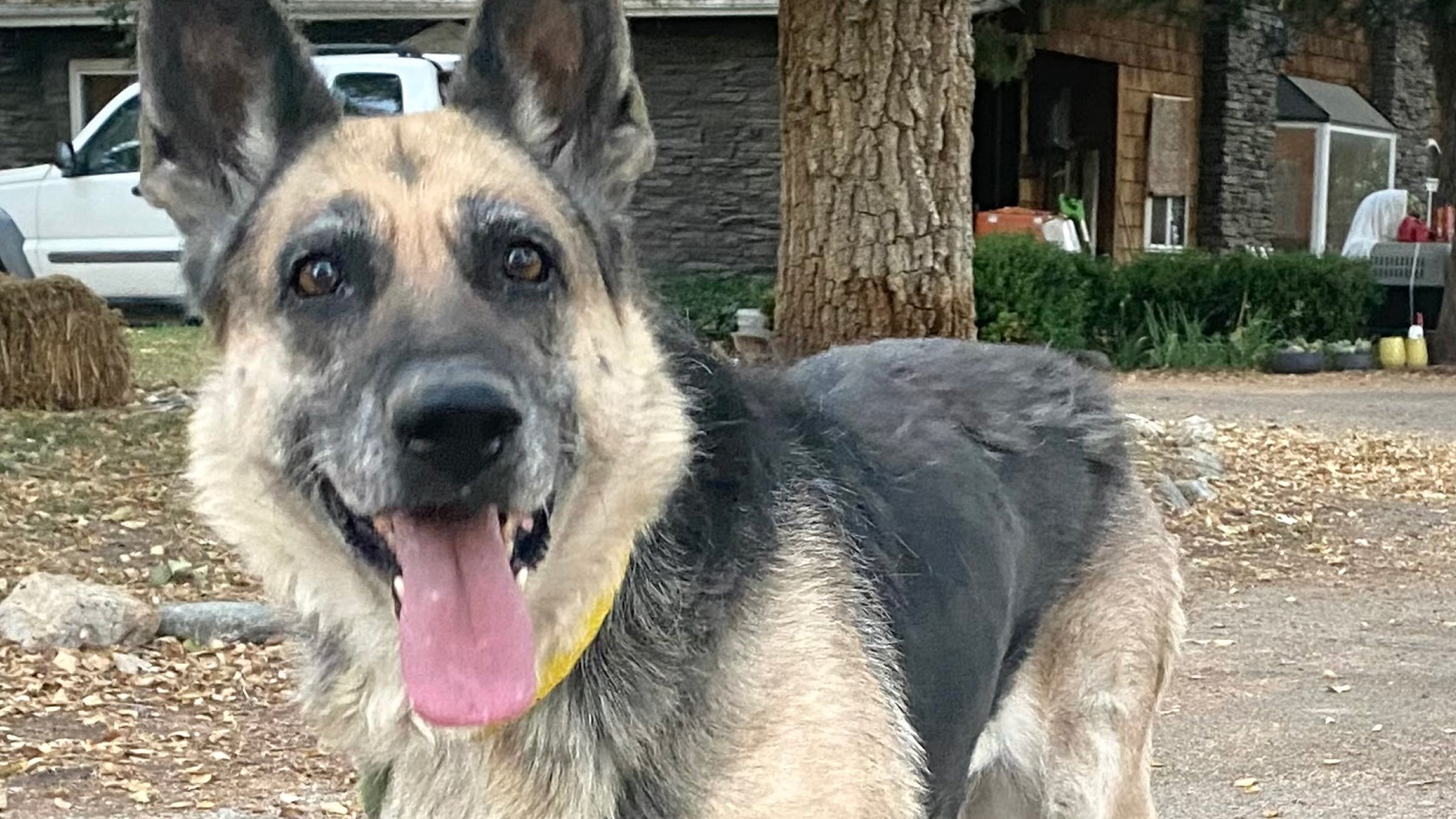 An older german shephard dog who is up for adoption stands in the front yard of a house