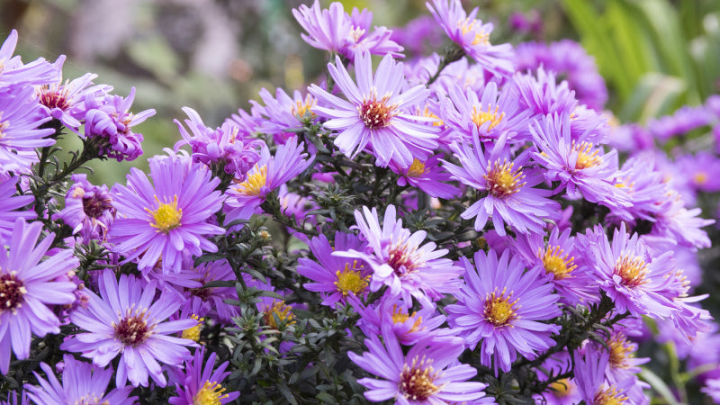 Asters plant with purple flowers with yellow and umber pistils 