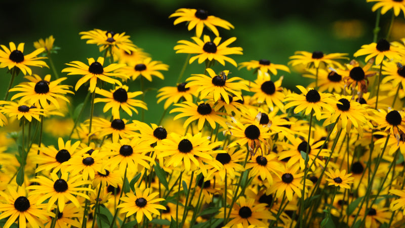 Black eyed susan plant with bright yellow flowers and black pistils set against a green backdrop