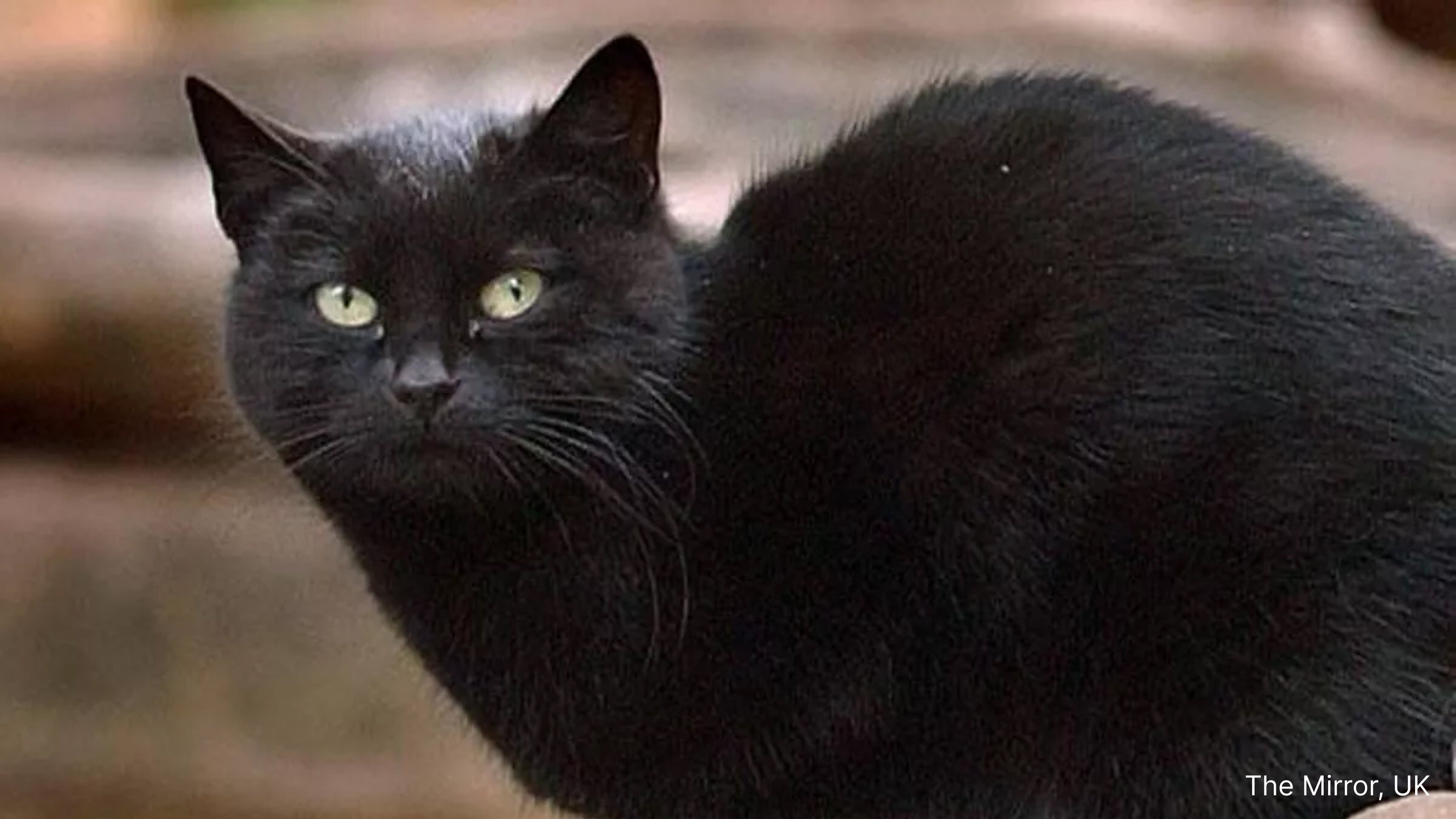 Blackie the cat recognized by Guinness World Records as the wealthiest cat in the world