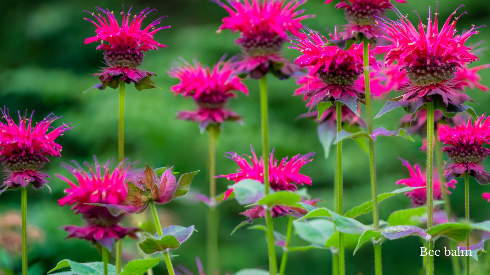 Bright pink bee balm growing outside