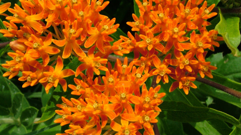 Butterfly weed with bright orange flowers