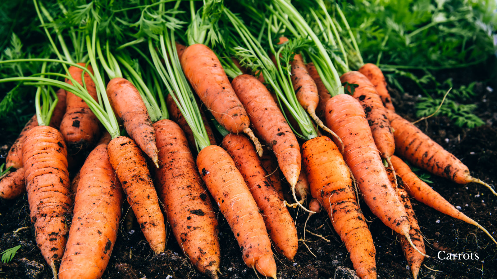 Carrots newly harvested on a bed of soil