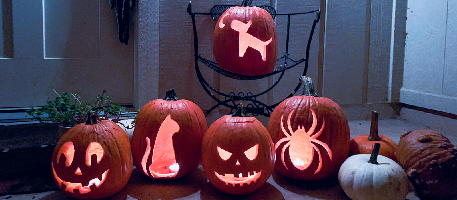 Carved pumpkins created using Wondercide Halloween pumpkin carving templates