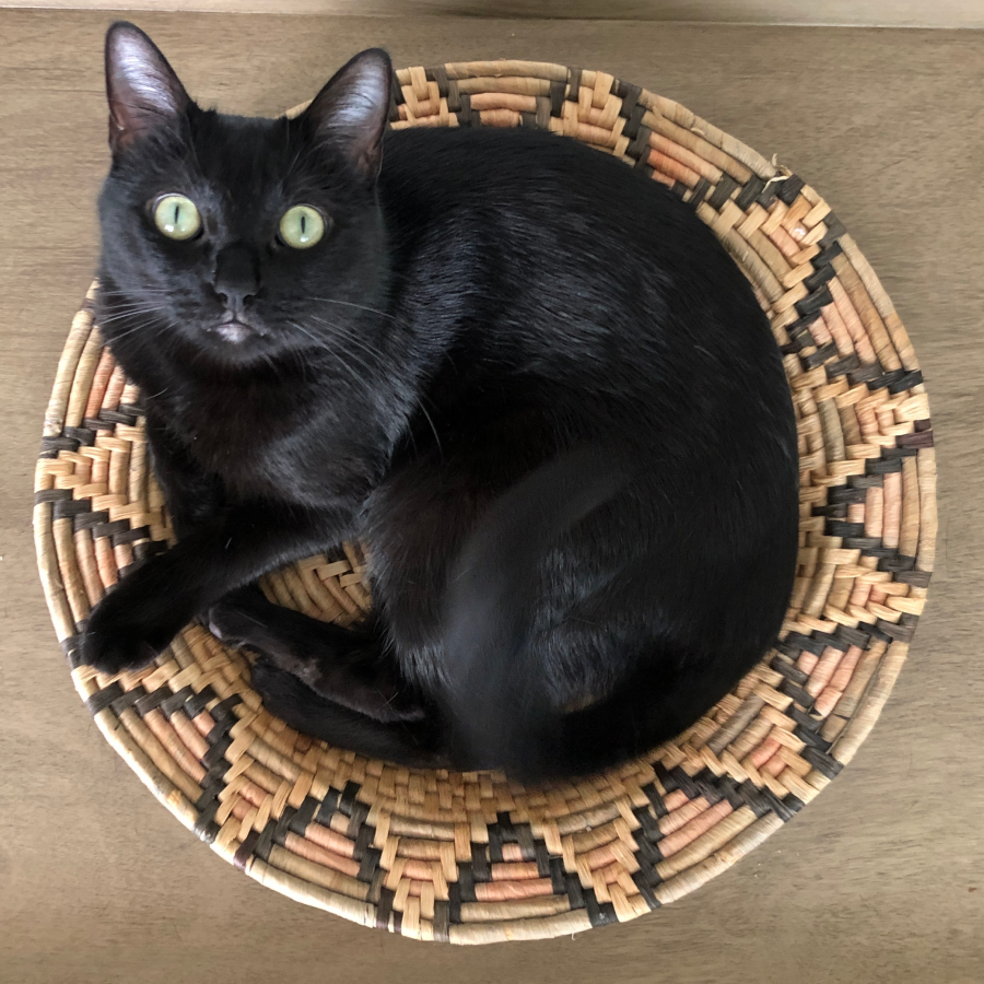 A black cat in a tan and black basket looking up at the viewer