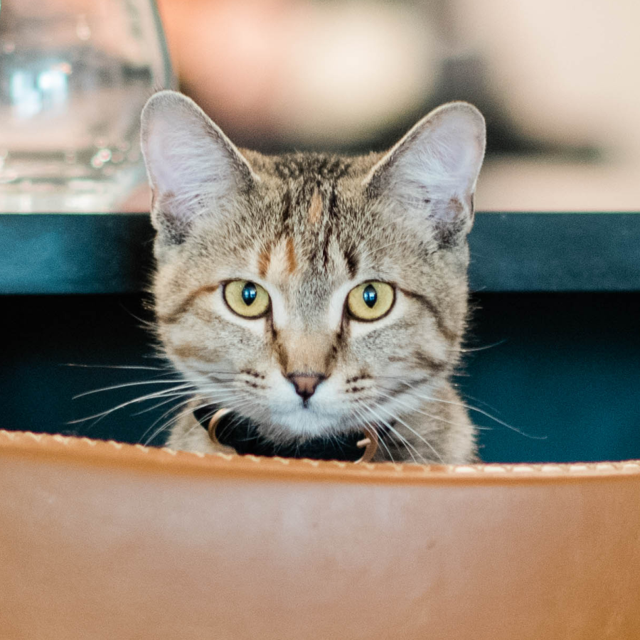 Multicolor cat with green eyes sitting in a chair looking straight on