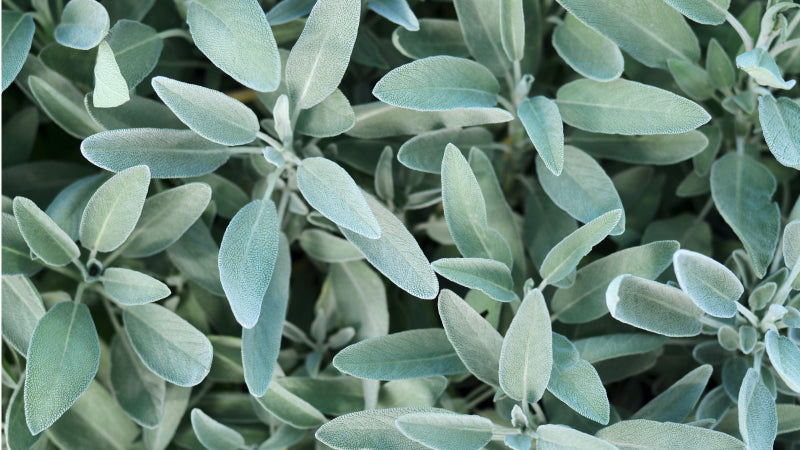 Close up of a sage plant with bright green leaves