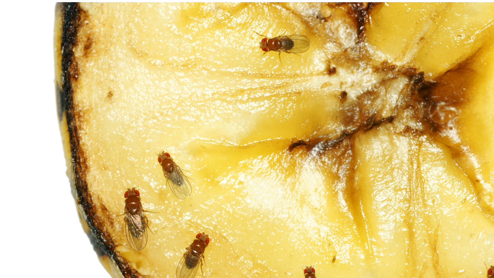 Close up of fruit flies on a piece of yellow fruit
