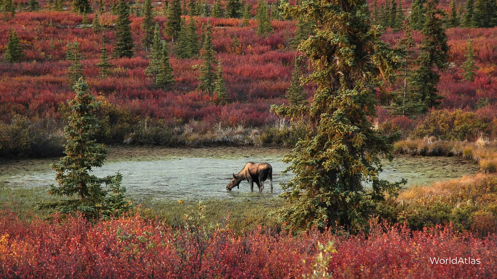 Denali National Park and Preserve Alaska in the fall with a moose drinking out of a lake