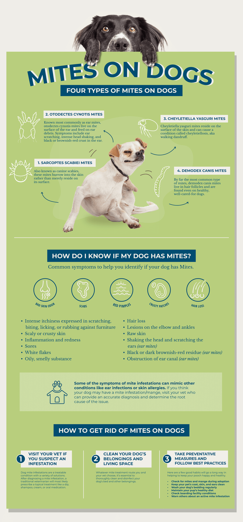 Dog mite infographic