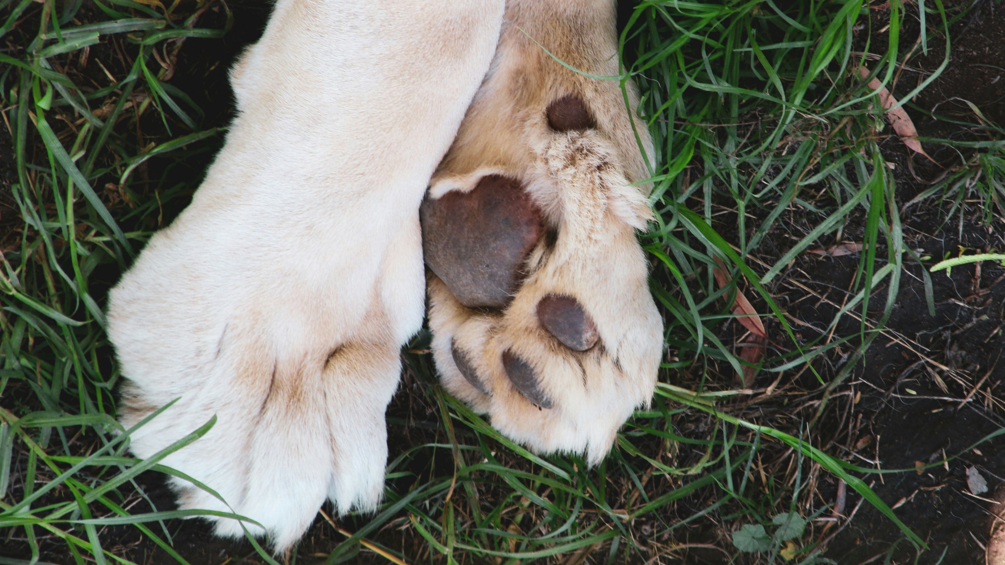 Dog paws in the grass