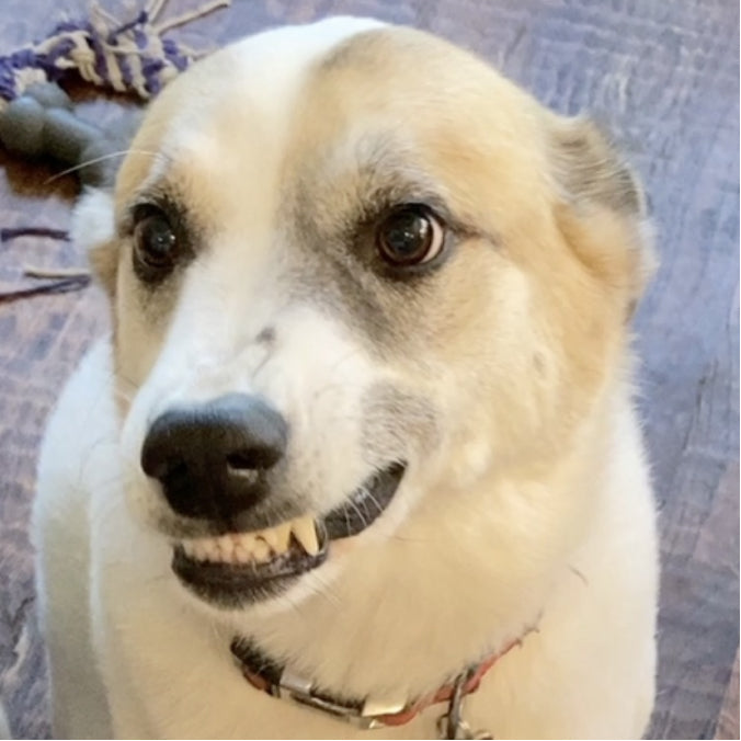 a dog with a pretty smile