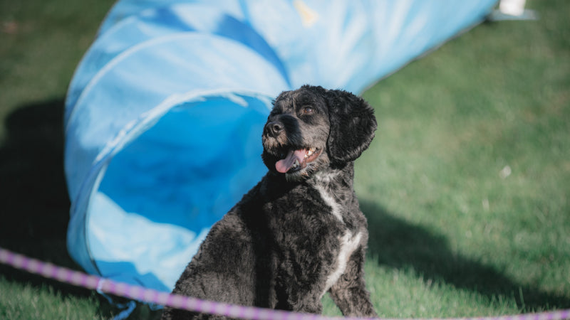 Dog with black fur sits in front of a blue play tube in the yard