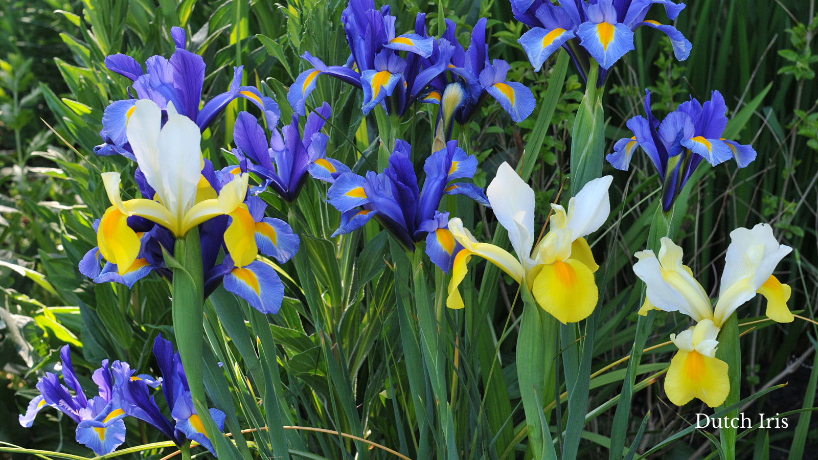 Dutch iris outside