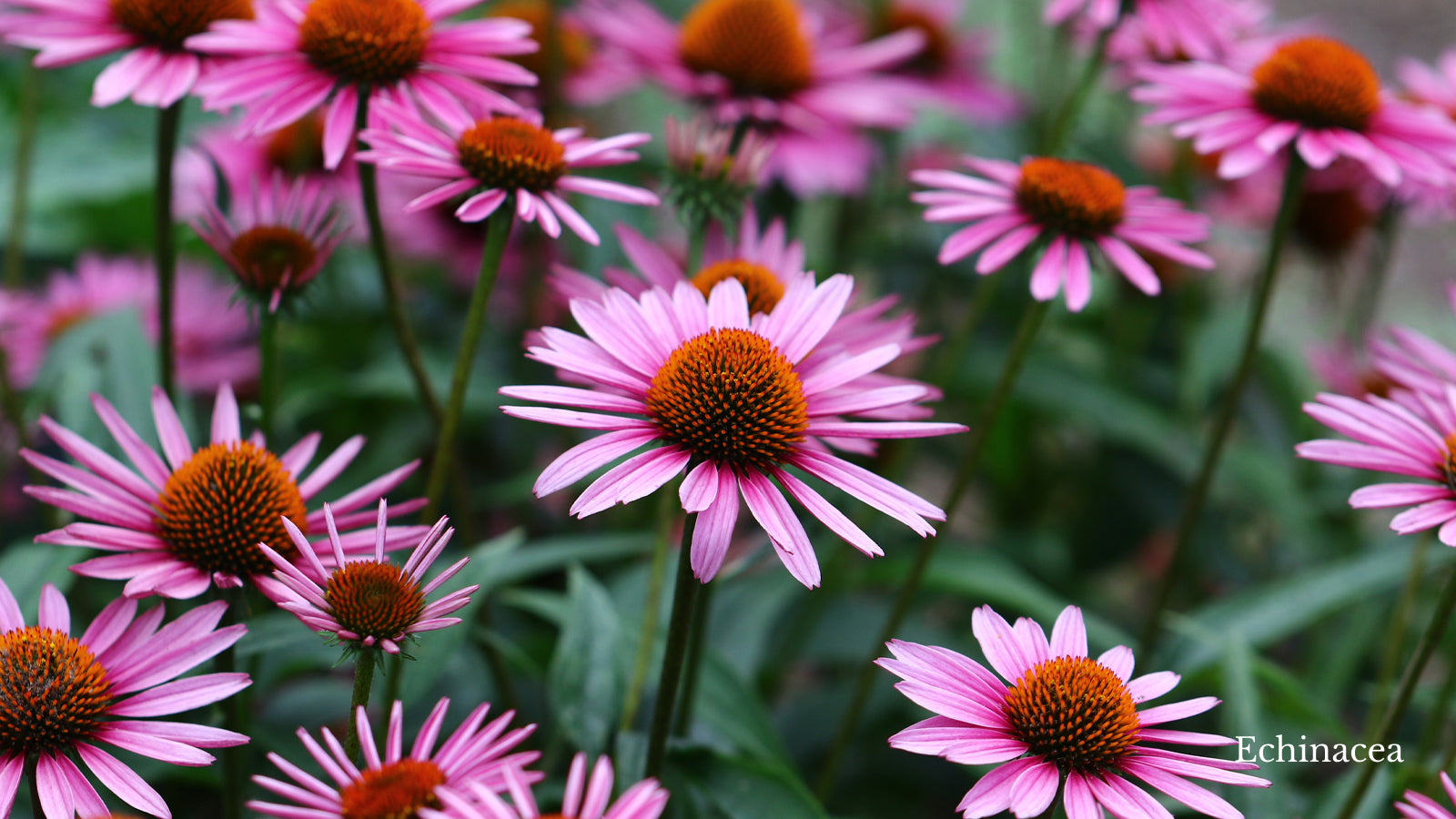 Echinacea with pink petals and orange cone pistils