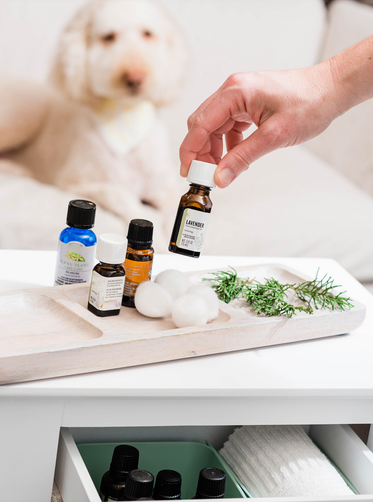 Essential oils to use for dogs