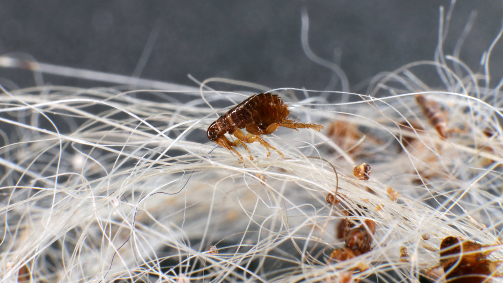 Fleas entangled in white pet hair