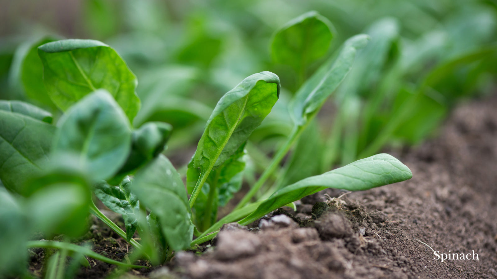 Fresh spinach in the garden