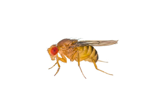 Fruit flies