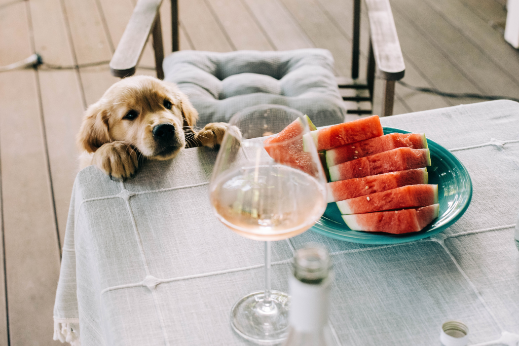 Golden retriever puppy looking at watermelon slices on a table outdoors