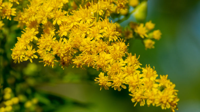Goldenrod with delicate yellow blooms