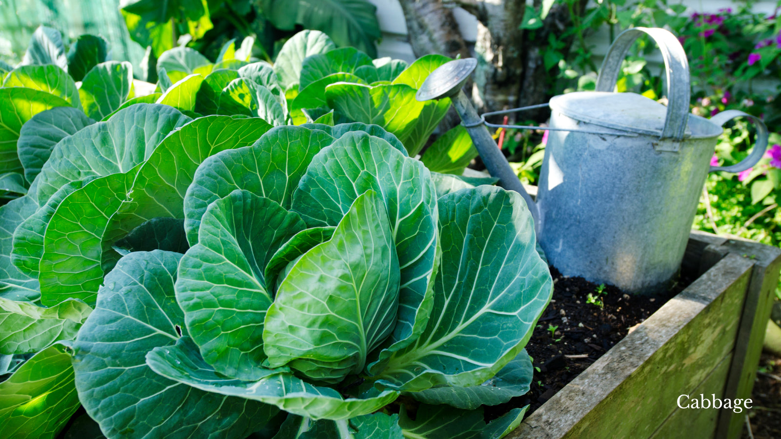 Green cabbage in a planter box next to a watering can