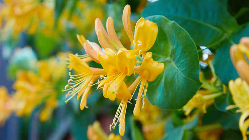 Honeysuckle plant with delicate yellow leaves and long pistils