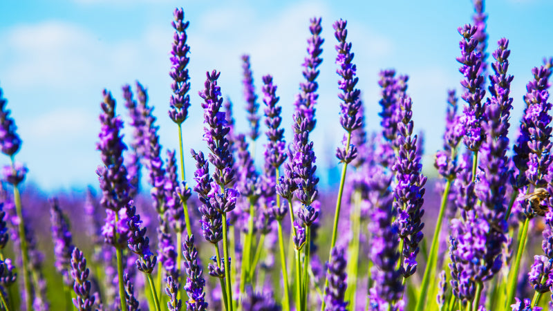 Lavender with deep purple blooms against a blue sky