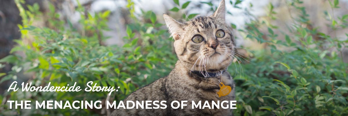 treatment for cat mange at home