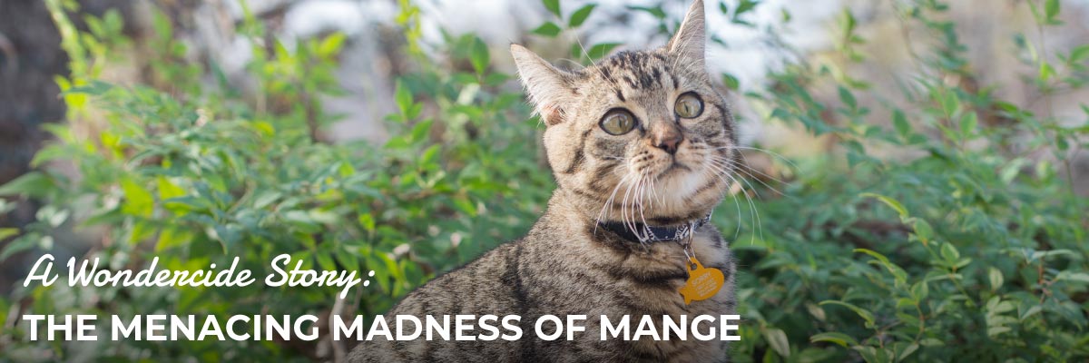 mange in cats home remedy