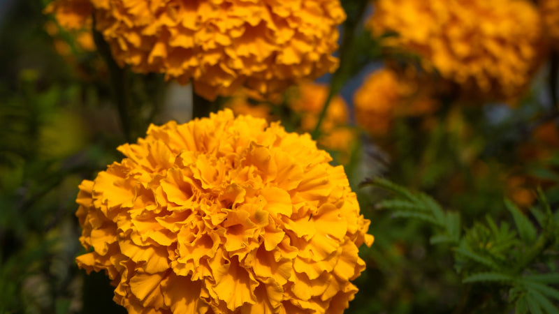 Marigolds with bright cheerful orange blooms