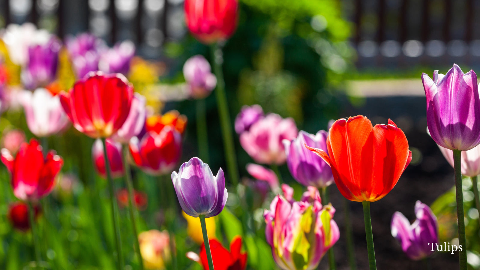 Multicolored tulips growing outside