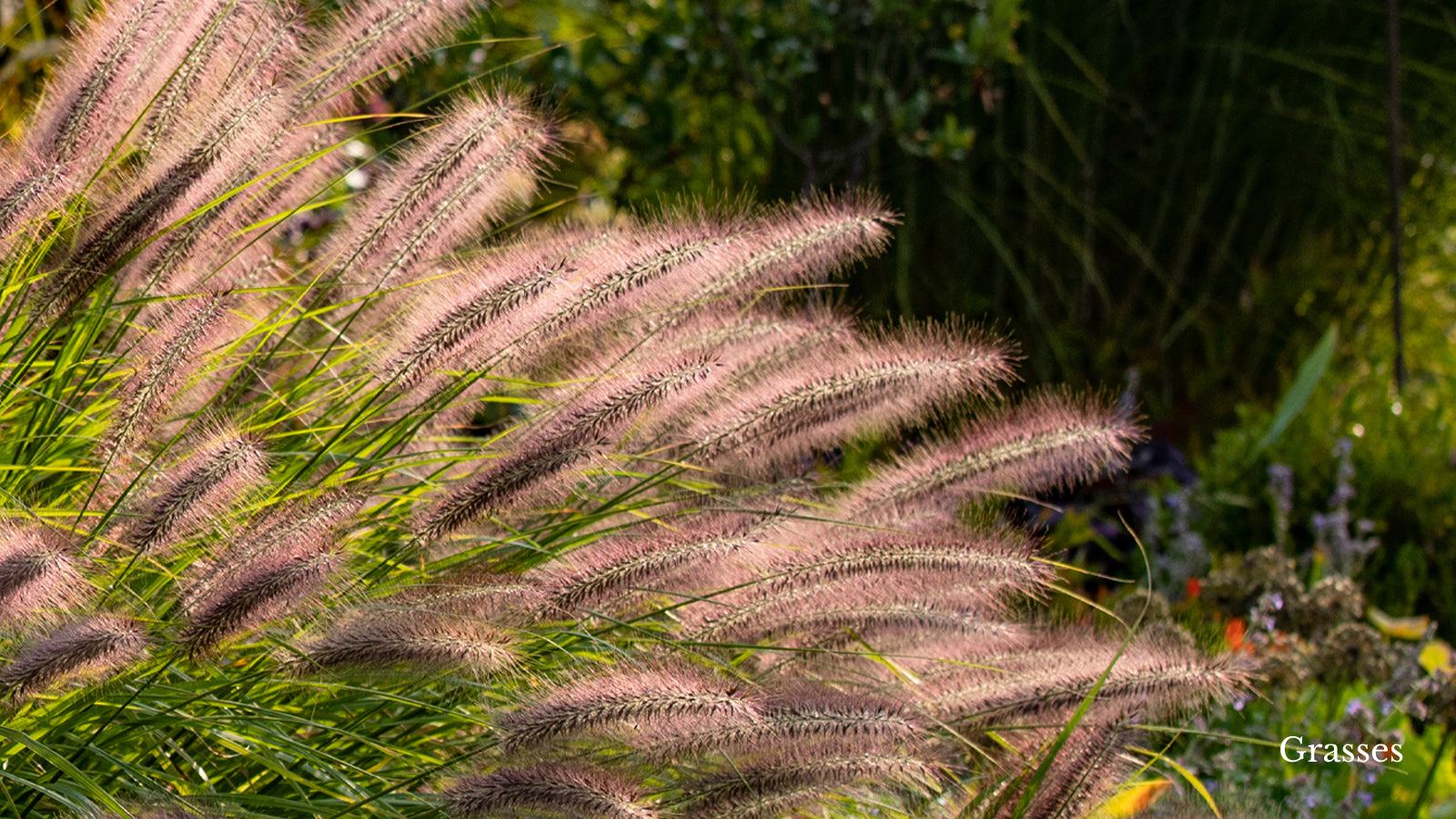 Ornamental grasses with brown fuzzy stems