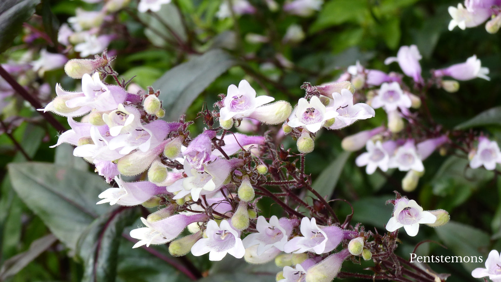 Penstemons with lavender and cream petals