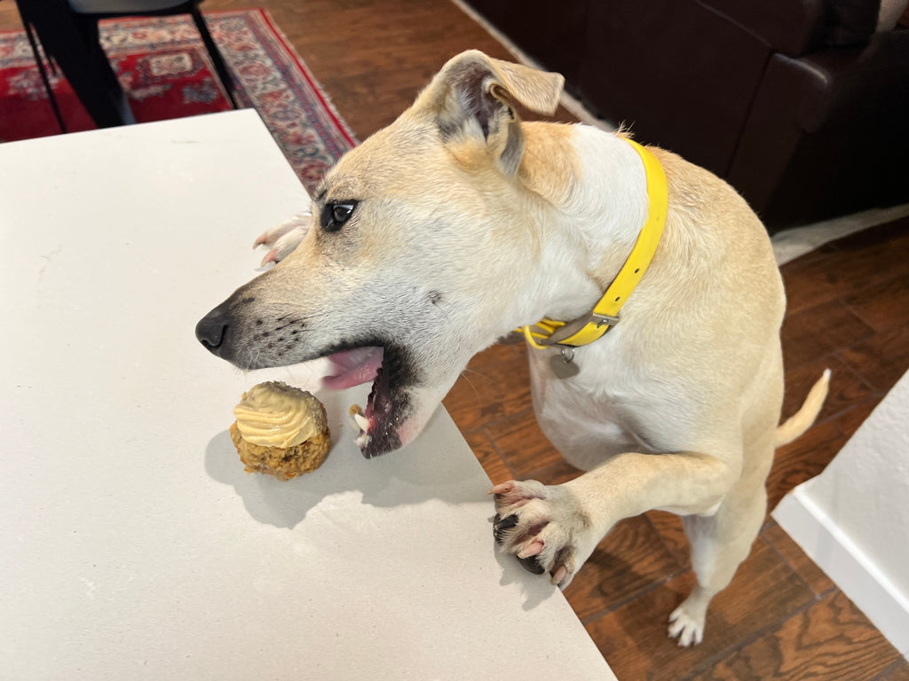 Dog eating pupcakes