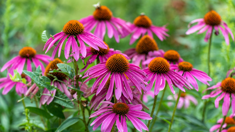 Purple coneflower with bright purplish pink blooms and a cone shaped pistil.jpg