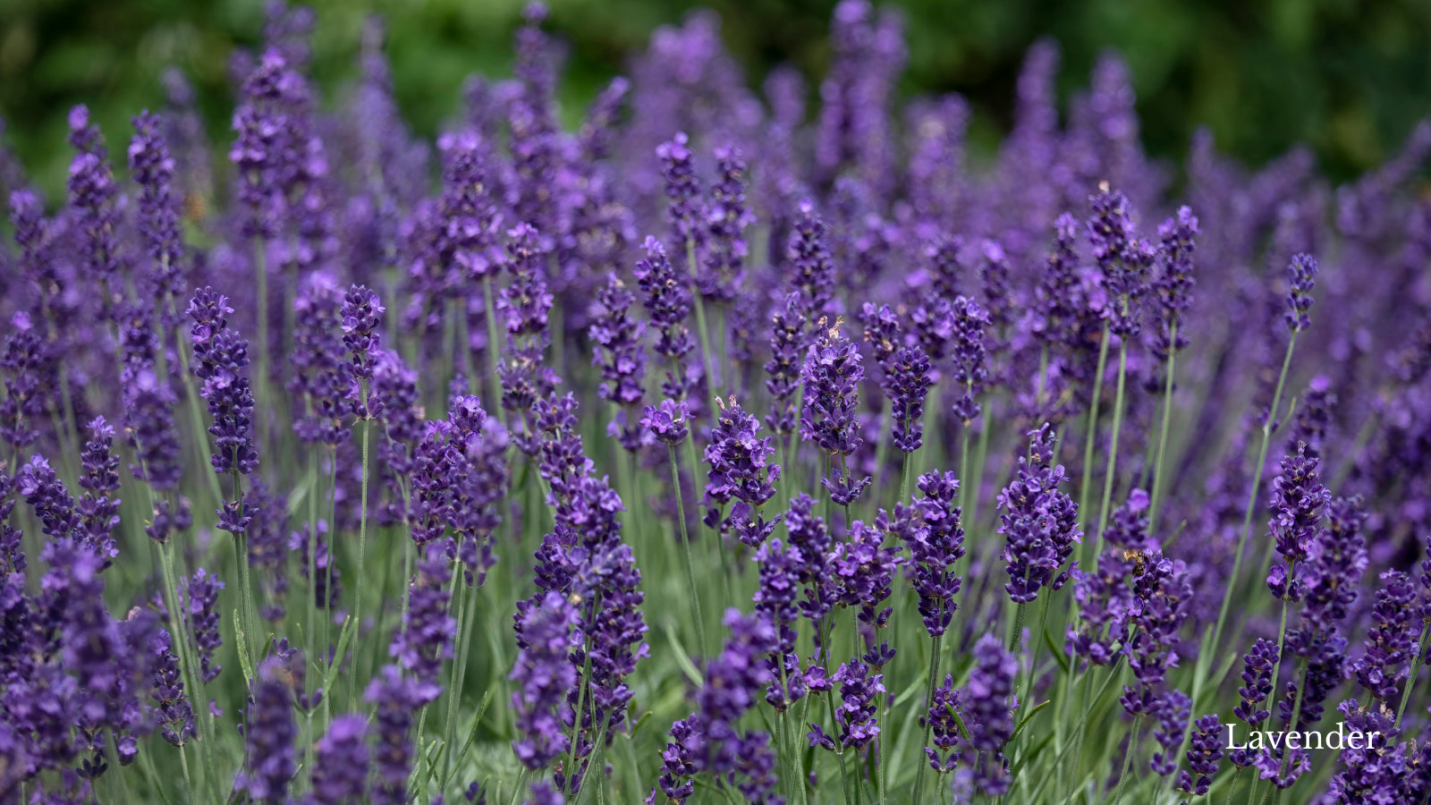 Purple lavender growing in a field