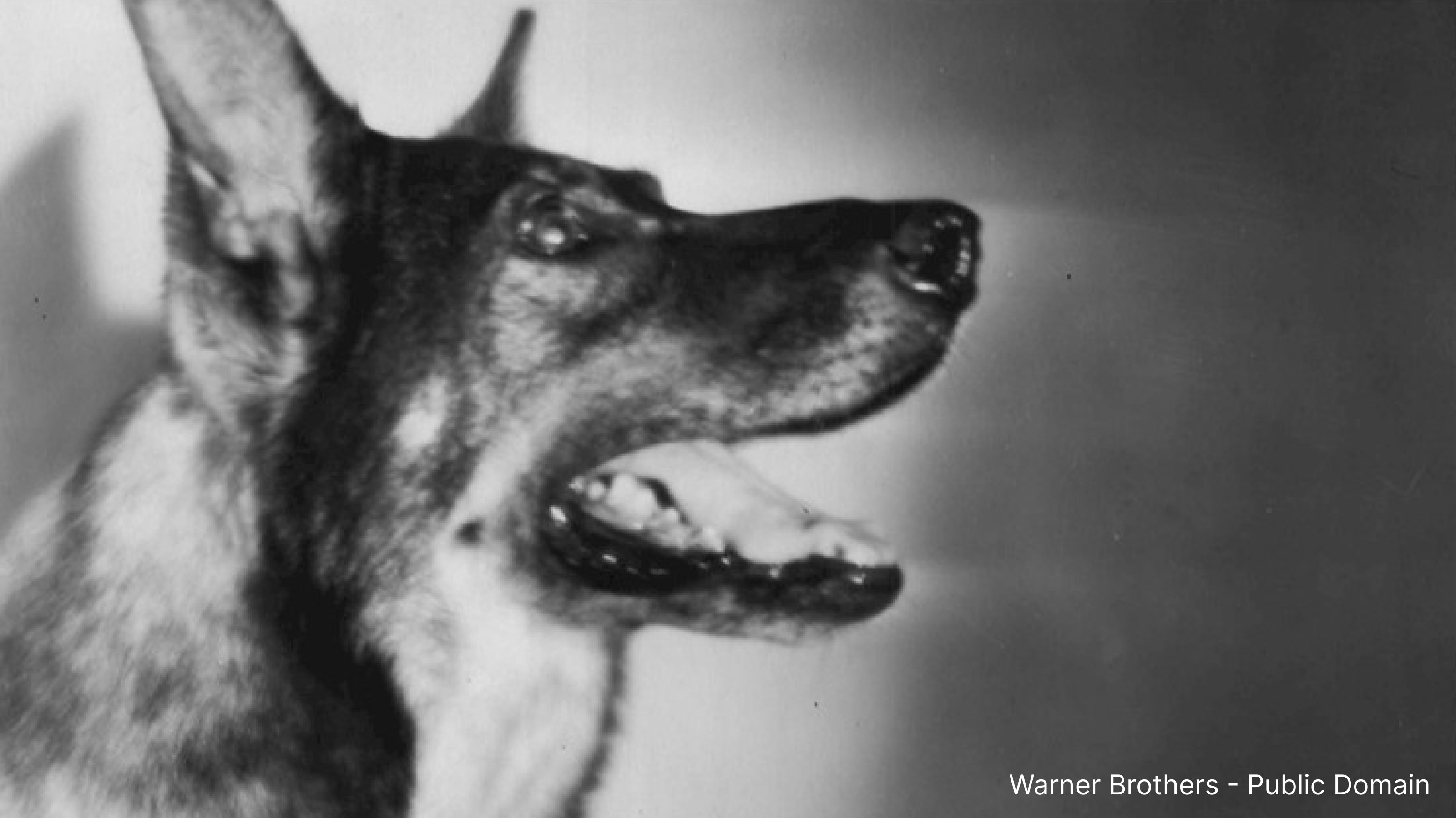 Rin Tin Tin dog who almost won an Oscar