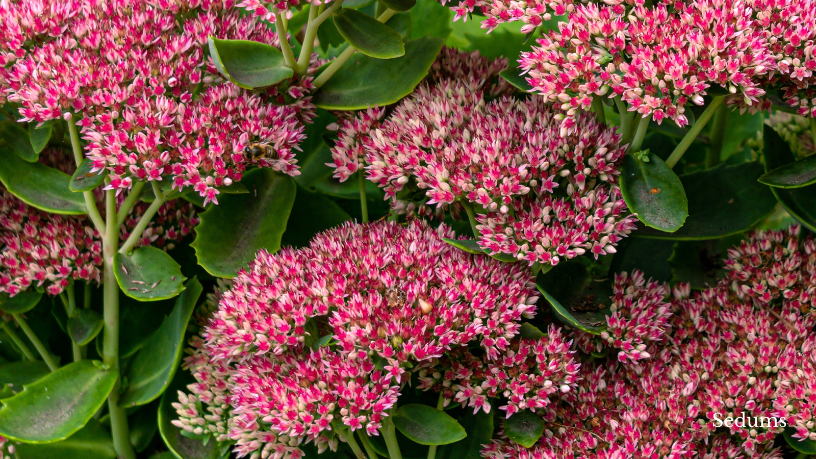 Sedums with bright and soft pink petals